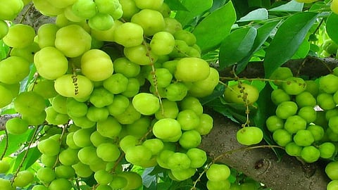 अनेक आजारांवर भारी, आवळा ठरतोय गुणकारी!