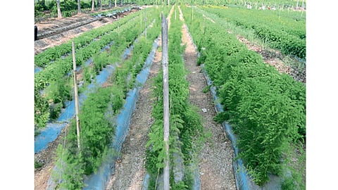 माळेगाव (ता. बारामती) - कृषी विज्ञान केंद्रामध्ये औषधी व सुगंधी वनस्पतीची फुललेली शेती.