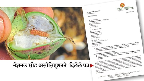 बीटी बियाणे न विकण्याचा बियाणे कंपन्यांचा इशारा