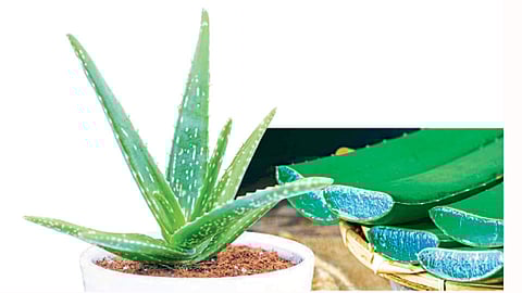 Aloe