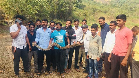 An eleven foot Python Snake was found at the base of a bee cave at Pavana Maval