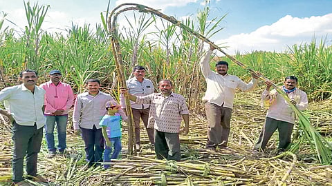 आनंदरावांच्या कष्टाचे झाले चीज; शेणोलीत 26 गुंठ्यांत 72 टन उसाचे उत्पादन
