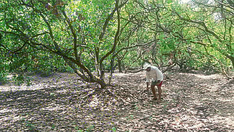 साटम यांची बहरलेली काजूबाग व त्याला देण्यात असलेले पीक अवशेषरूपी खत