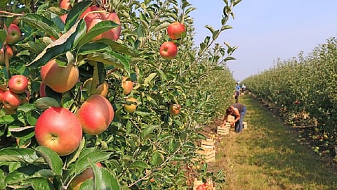 Apple-farm.jpg