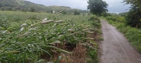 Damage to crops due to heavy rains in Botha area of Sangamner taluka