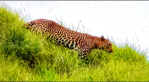 Leopards can be seen working with farmers in Nighoj