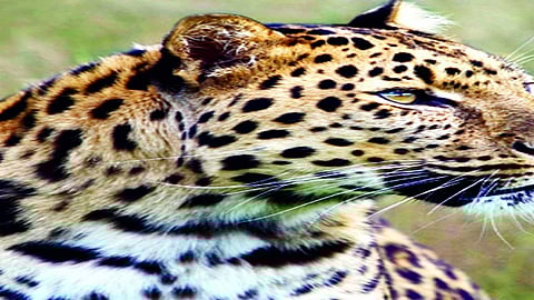 A leopard has died after falling into a well in Muktaiwadi