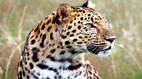 Leopards in Aljapur in Karmala taluka