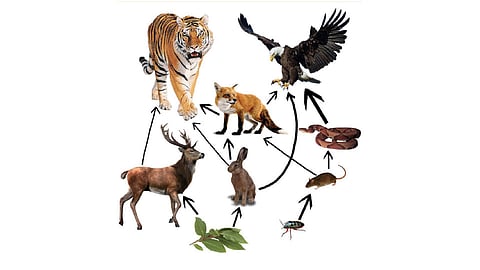 वनसंवर्धनामुळे जैवसाखळी झाली पुनर्जीवित!