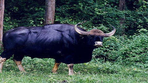 Video : शहरानंतर आता दुष्काळी तालुक्यात गव्याचा गवगवा