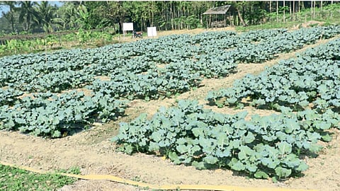 ब्रोकोली प्रायोगिक प्लॉट