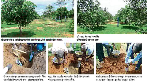 The CRA technique produces fruit trees in drought