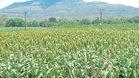 शिवार झाले हिरवेगार; ज्वारी, सोयाबीन उत्पादकांच्या आशा पल्लवीत