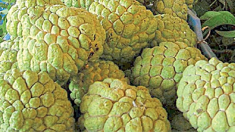 Custard-apple