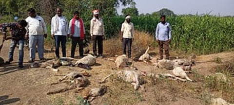 अचानक लांडग्यांच्या टोळीने केला हल्ला; आणि एकच गोंधळ उडाला !