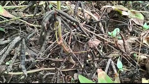 Damage to farmers due to sprouting Legumes of Green gram and moth beans