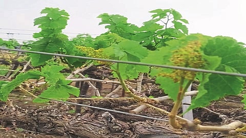 Dawani disease on grapes crop in malegaon nashik news