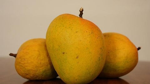 कहाणी देवगडच्या हापूसची (डॉ. कांचनगंगा गंधे)