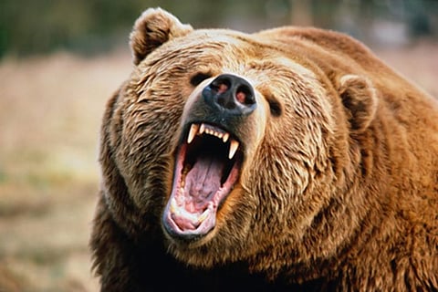 Angry bear