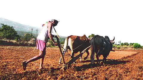 कर्जमाफी 20 हजार कोटींपर्यंतच?