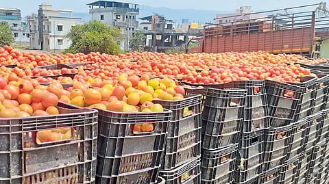 fall in market price of tomatoes
