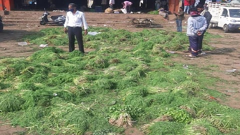 Farmers are throwing vegetables