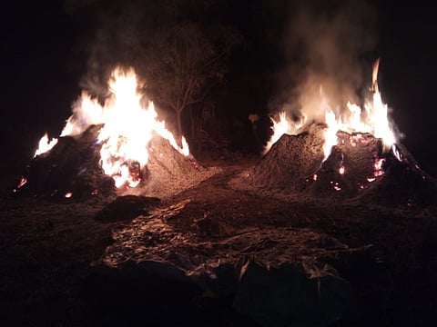 Farmers in Shirpur have lost millions of rupees due to burning of soybean stubble.jpg