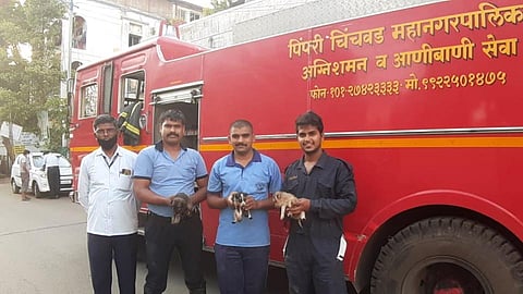 Video : खड्ड्यात पडलेल्या पिलांना आग्निशामक दलाच्या मदतीने काढले बाहेर