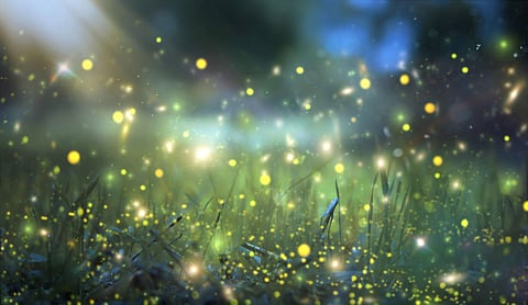 Firefly