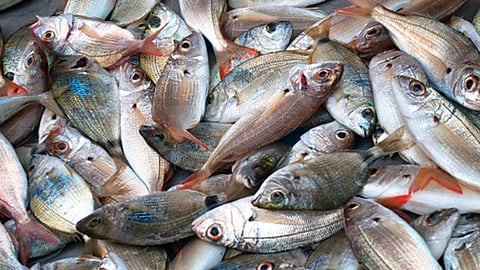 एफडीएच्या कारवाईमुळे मासळी व्यवसाय विस्कळीत