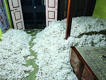 कापूस उत्पादक शेतकऱ्यांची घुसमट; शेतात सडतोय, घरात गरम होतोय !