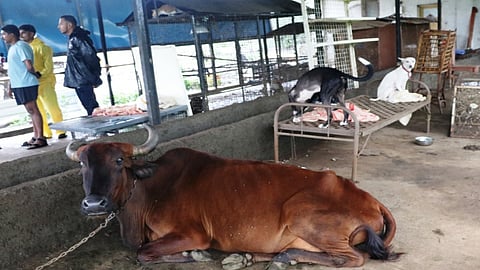 पुरानंतर पाणवठ्यात पसरलेली शांतता.