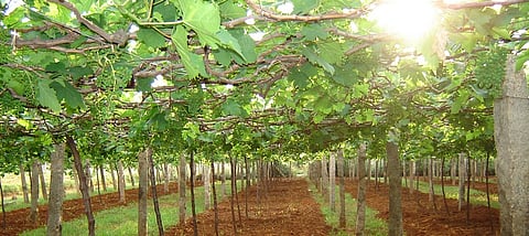 In Jat taluka, grapes, pomegranates are attacked is attacked by Karapa