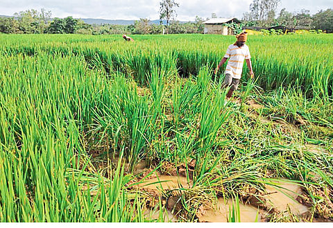 Paddy crop from a tusker elephant in Ajra