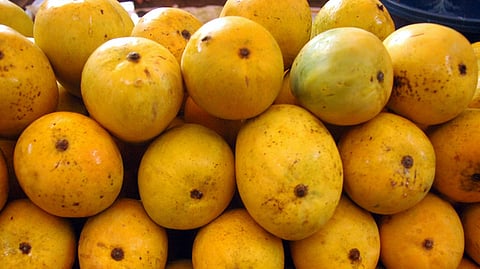 production alphonso mango decreased by 50 percent Impact of climate change kolhapur