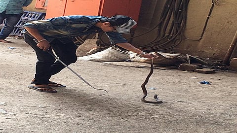 वालीव फाटा येथील औद्योगिक वसाहतीत आढळलेला साप.