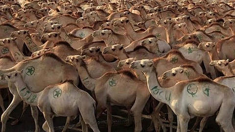 In 5 days Australia will kill 10 thousand camels