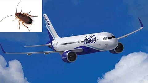 Indigo will give 50 thousand to passengers as the Indemnification due to Cockroach found in the plane