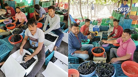 Jumbo grape Farmers in trouble as exports to China and Europe Stop