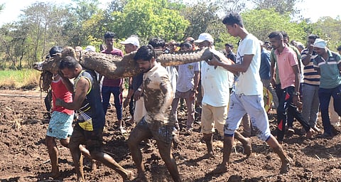 And the crocodile of the villagers of Dugunwadi got loose kolhapur marathi news