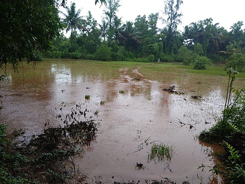 Farm land bad in redi konkan sindhudurg