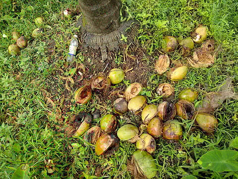 betel growers in trouble in konkan sindhudurg