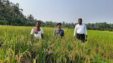 Rice harvesting at Sindhudurg
