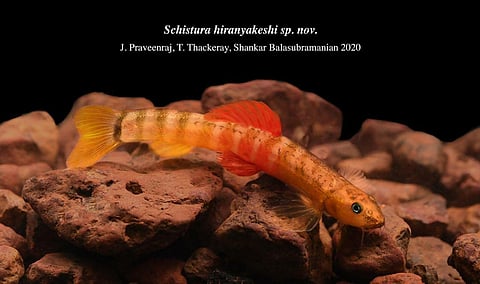 New species of fish found in Amboli