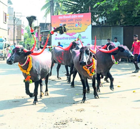 Road show of buffaloes due to corona, splitting of processions