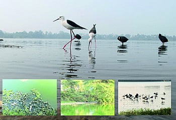Sewage re-sinks; Threats to biodiversity along with water