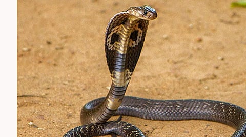 प्रतिकात्मक छायाचित्र