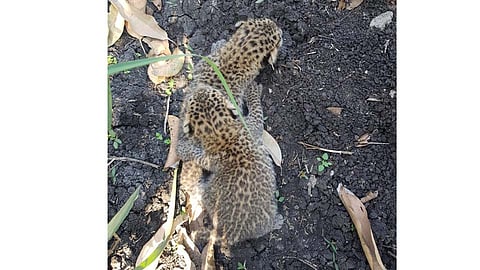 पुणे : सांगवडेत अखेर 'त्यांची' परतभेट