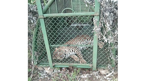 बारामती : अखेर 'तो' बिबट्या जेरबंद