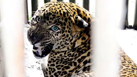 leopard